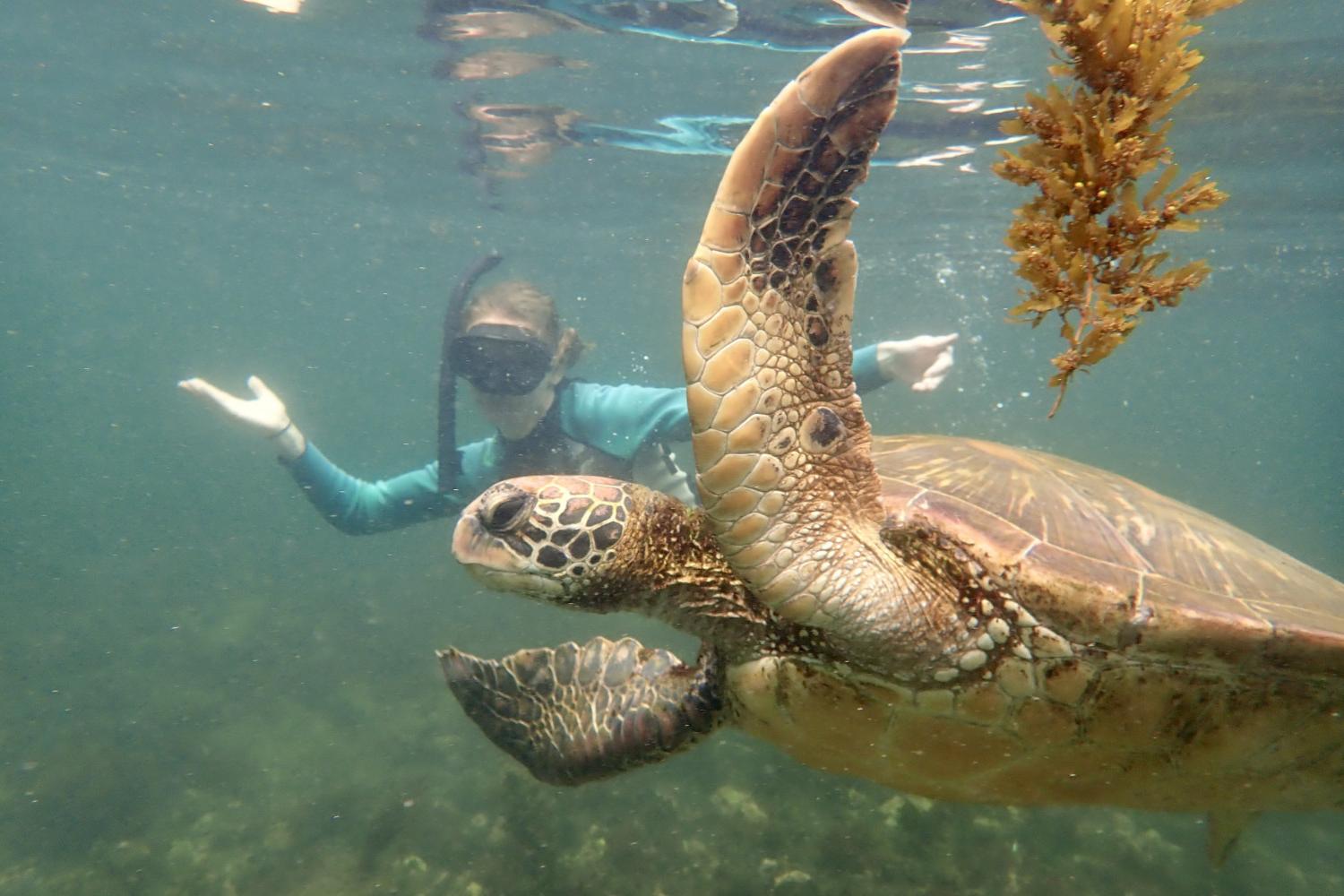 一名<a href='http://l2.sogoking.com'>bv伟德ios下载</a>学生在Galápagos群岛游学途中与一只巨龟游泳.